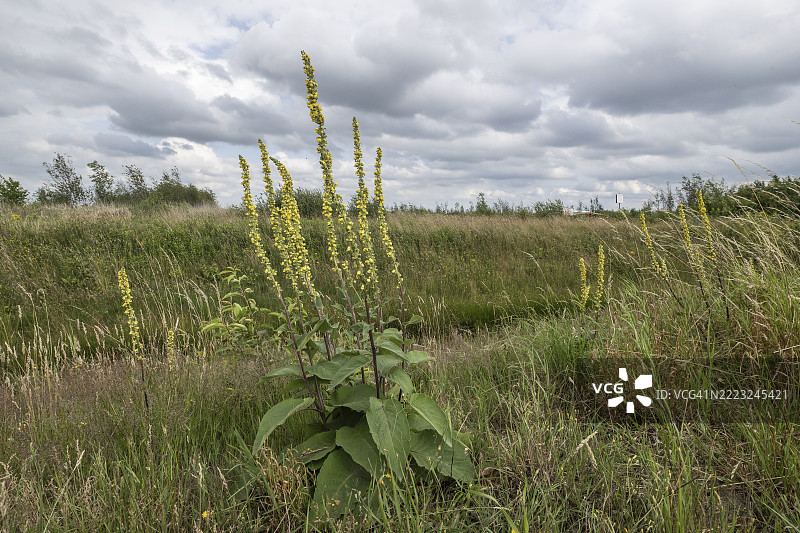 黑色灯心草（Verbascum nigrum），埃姆斯兰，下萨克森州，德国，欧洲图片素材