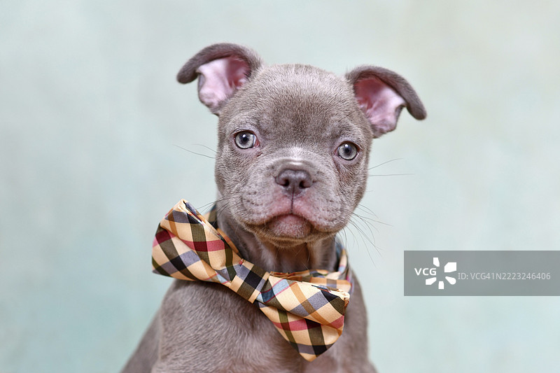 健康的无软骨发育不良的法国斗牛犬小狗，系着领结，站在摄影棚背景前。图片素材