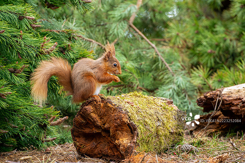 红松鼠（*Sciurus vulgaris*）是欧洲和部分亚洲森林中最迷人和最具辨识度的生物之一。它以鲜艳的红棕色毛皮、蓬松的尾巴和活泼的性格而闻名，图片素材