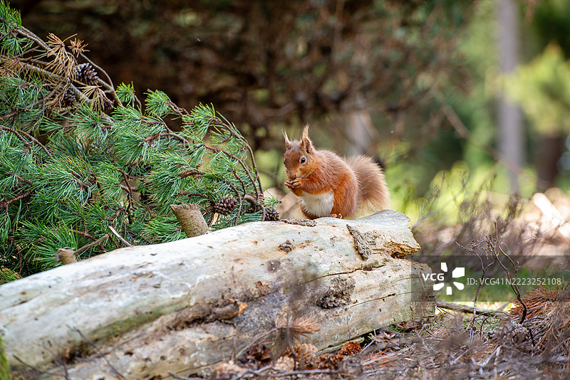 红松鼠（*Sciurus vulgaris*）是欧洲和部分亚洲森林中最迷人和最具辨识度的生物之一。它以鲜艳的红棕色毛皮、蓬松的尾巴和活泼的性格而闻名，图片素材