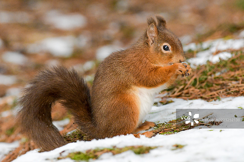 红松鼠（*Sciurus vulgaris*）是欧洲和部分亚洲森林中最迷人和最具代表性的生物之一。它以鲜艳的红棕色毛皮、蓬松的尾巴和活泼的性格而闻名，图片素材
