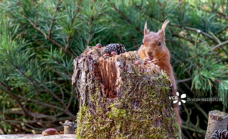 红松鼠（*Sciurus vulgaris*）是欧洲和部分亚洲森林中最迷人和最具辨识度的生物之一。它以鲜艳的红棕色毛皮、蓬松的尾巴和活泼的性格而闻名，图片素材