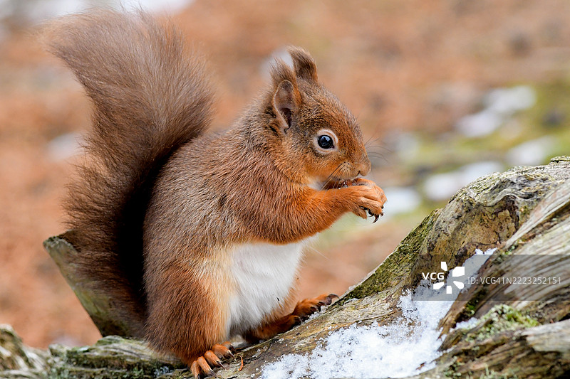 红松鼠（*Sciurus vulgaris*）是欧洲和部分亚洲森林中最迷人和最具辨识度的生物之一。它以鲜艳的红棕色毛皮、蓬松的尾巴和活泼的性格而闻名，图片素材