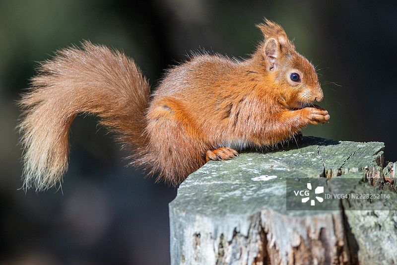 红松鼠（*Sciurus vulgaris*）是欧洲和部分亚洲森林中最迷人和最具辨识度的生物之一。它以鲜艳的红棕色毛皮、蓬松的尾巴和活泼的性格而闻名，图片素材