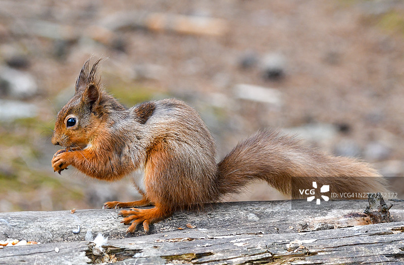 红松鼠（*Sciurus vulgaris*）是欧洲和部分亚洲森林中最迷人和最具辨识度的生物之一。它以鲜艳的红棕色毛皮、蓬松的尾巴和活泼的性格而闻名，图片素材