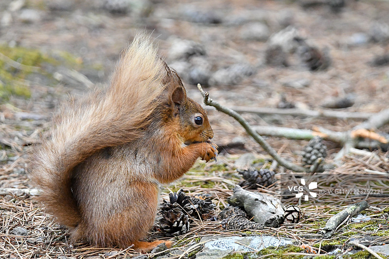 红松鼠（*Sciurus vulgaris*）是欧洲和部分亚洲森林中最迷人和最具辨识度的生物之一。它以鲜艳的红棕色毛皮、蓬松的尾巴和活泼的性格而闻名，图片素材