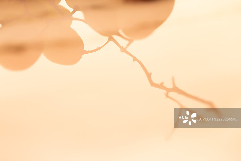 葡萄的倒影图片素材