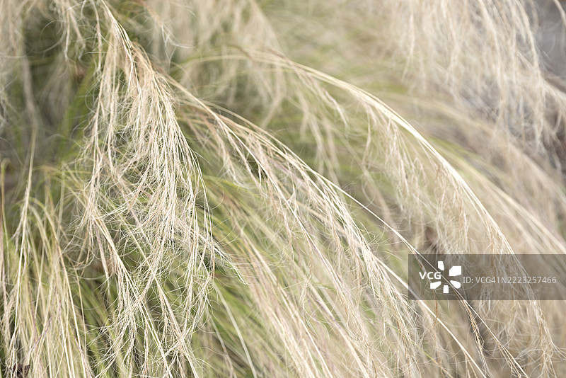 细腻的墨西哥羽毛草在柔和的微风中摇曳图片素材