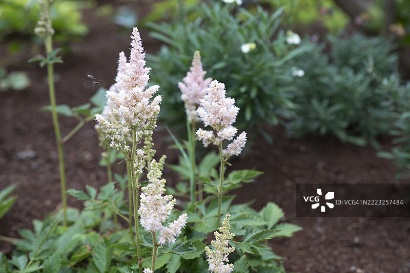 粉色的阿斯特尔比花在花园中盛开图片素材