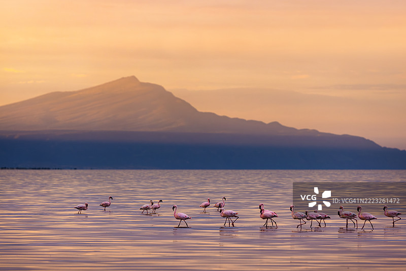 日落时分的火烈鸟与远处的山脉，坦桑尼亚纳特龙湖图片素材
