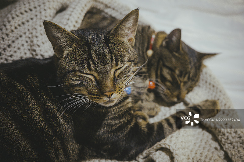 两只虎斑猫在床上依偎，甜蜜的梦境时刻图片素材