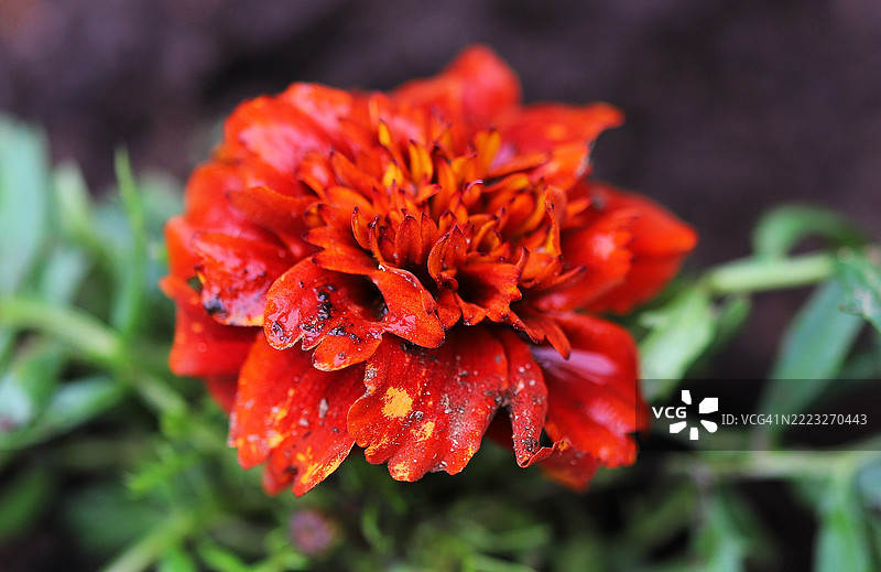 芬兰花园中鲜艳的红色万寿菊特写图片素材