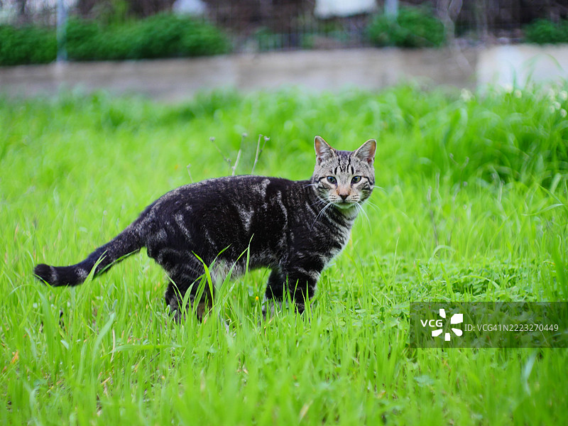 站在郁郁葱葱的绿色田野中的虎斑猫，希腊，莱罗斯图片素材