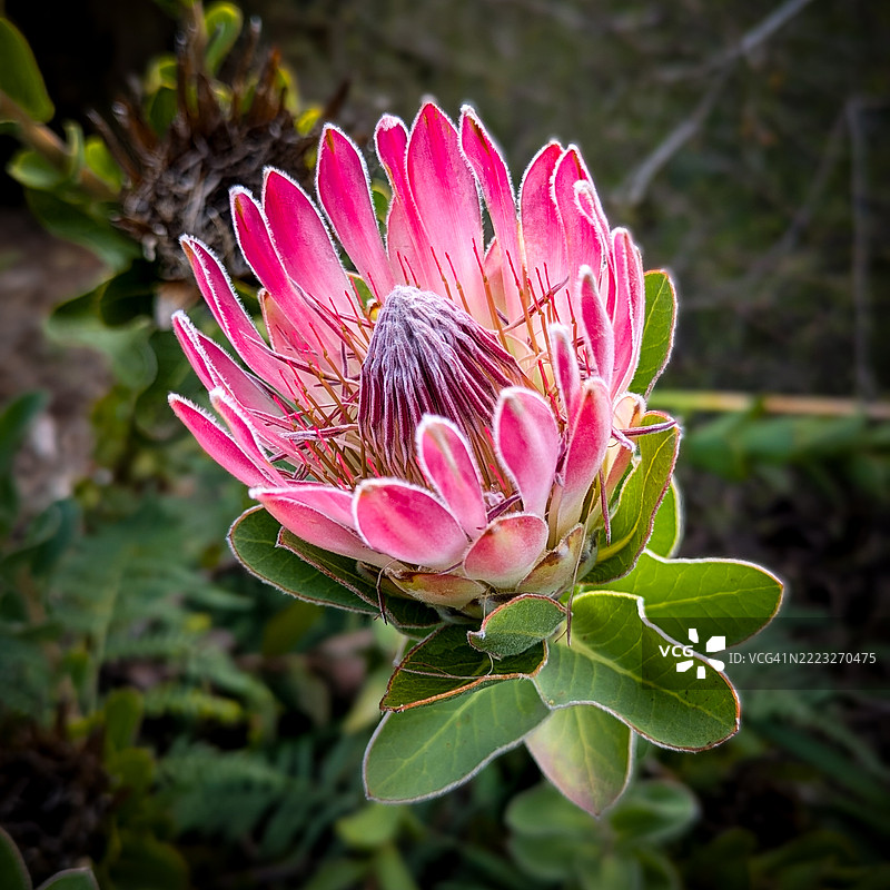 盛开的鲜艳粉色的普罗提亚花特写，南非开普敦图片素材