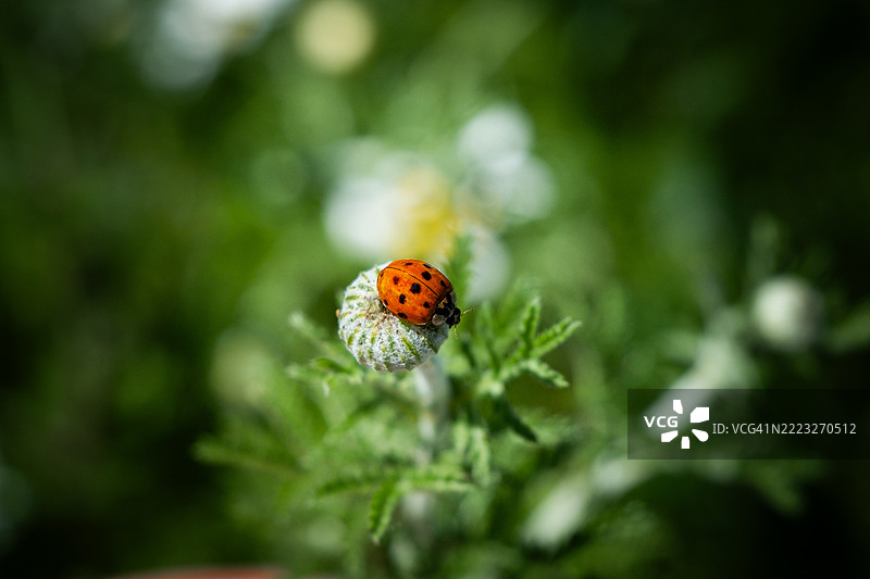 瓢虫栖息在郁郁葱葱的花园中的花蕾上，波兰图片素材