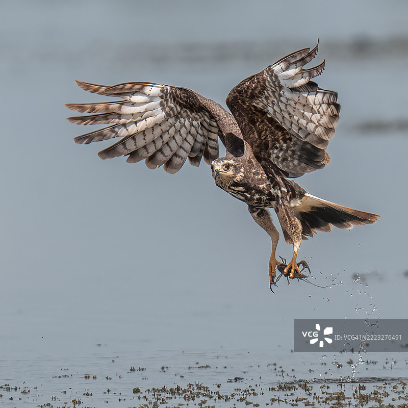 小龙虾风筝图片素材