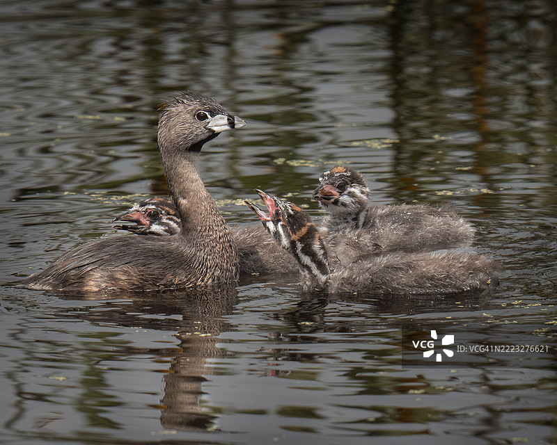 鸊鷉科家庭图片素材