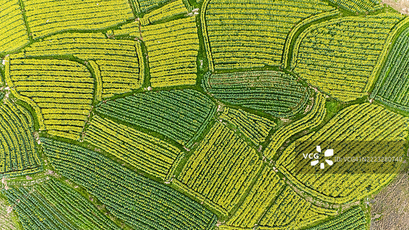春季福州油菜花田的鸟瞰图图片素材