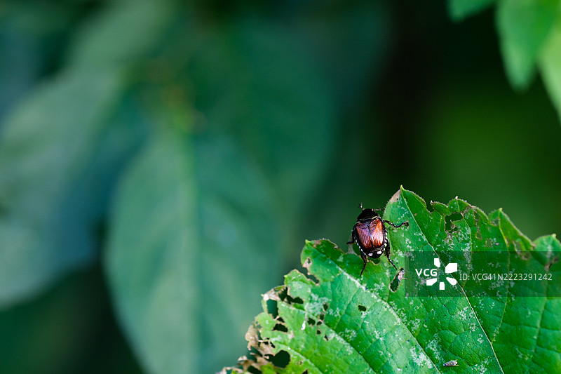 受损叶片上的日本甲虫。虫害和自然的迹象图片素材