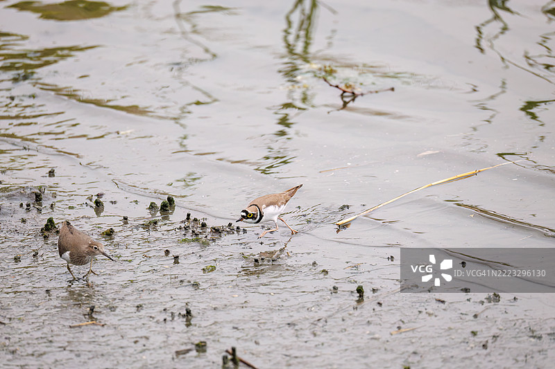 美丽的小环颈鸻(Charadrius dubius)。美丽的普通沙鸥(Actitis hypoleucos,属于鹬科)正在拍打翅膀飞出。它们正在争斗。图片素材