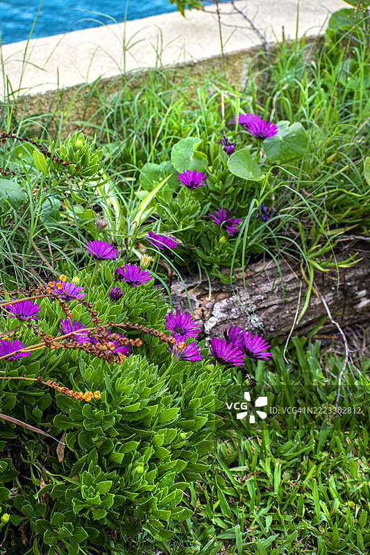 池边的紫红色花朵与自然景观。阿根廷布宜诺斯艾利斯的老虎三角洲。图片素材