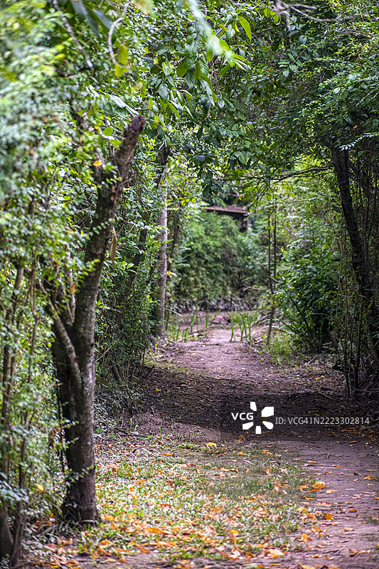 穿过植被的土路。和平、宁静和内心探索的概念。阿根廷布宜诺斯艾利斯的虎穴三角洲。图片素材