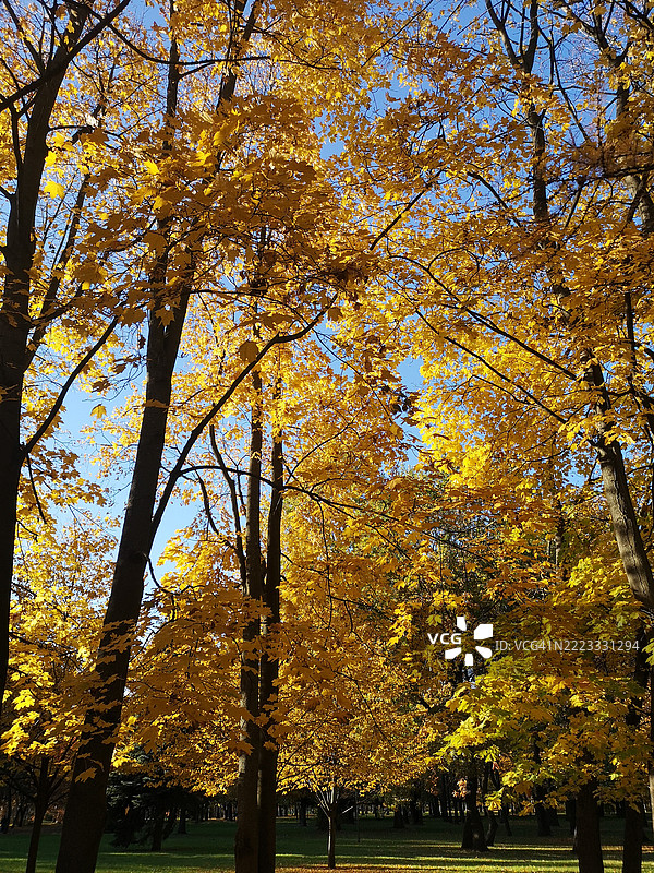 低角度视图的秋季色彩树木在森林中图片素材