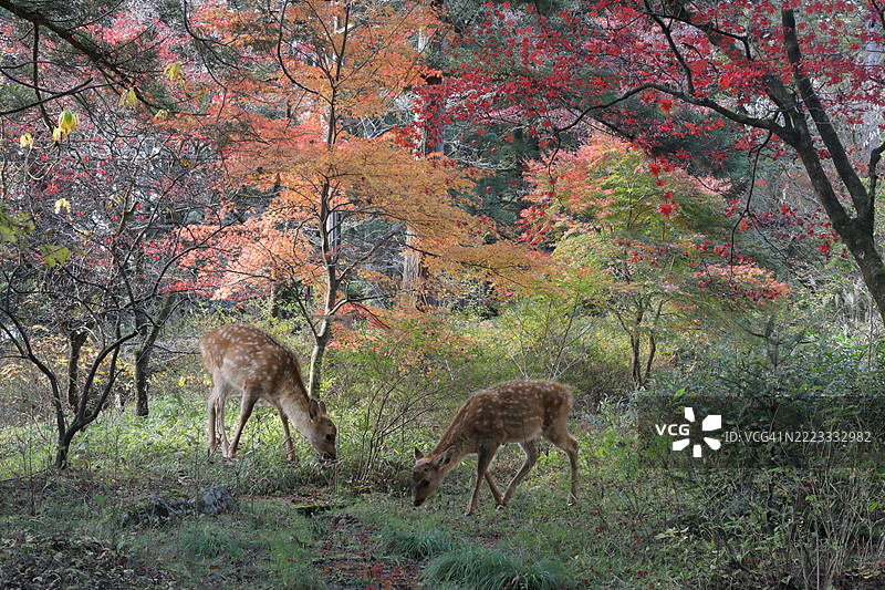 秋天的鹿图片素材