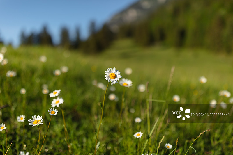 春天，雏菊图片素材