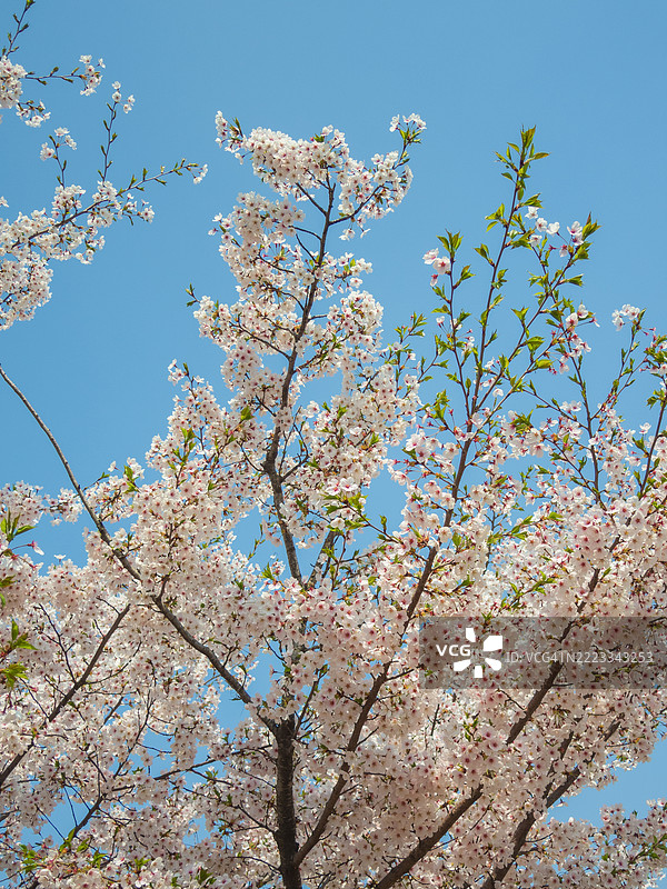 春天的樱花在韩国城市的晴朗蓝天下绽放图片素材