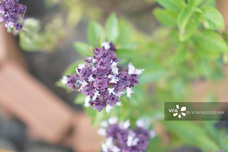 甜罗勒是浅绿色的，叶子宽大，而泰国罗勒则有紫色的茎和花朵，叶子呈矛状。图片素材