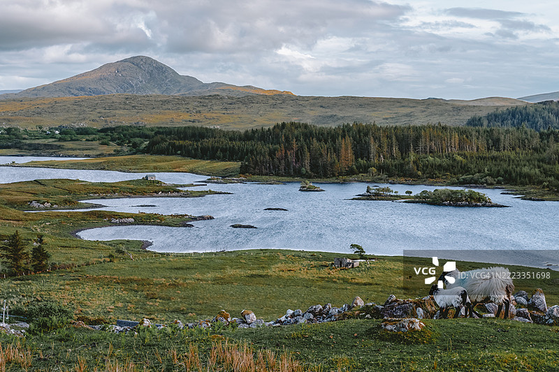 康尼马拉国家公园与巴利纳欣湖和几只羊，爱尔兰图片素材
