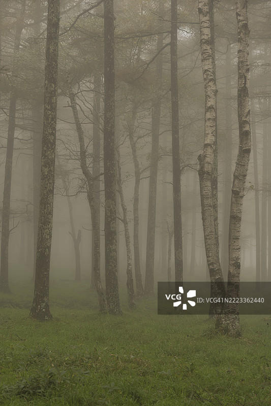 雾气弥漫的森林，树木间浓雾缭绕图片素材