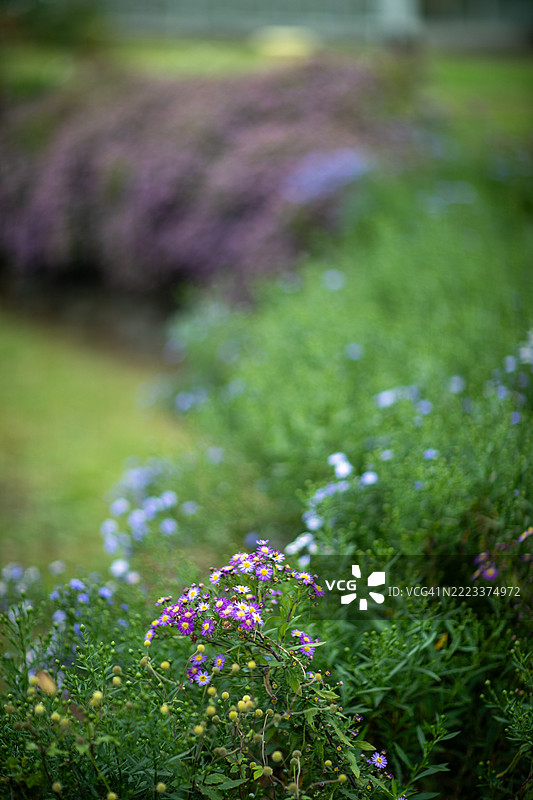 紫色的巴基斯科米图片素材