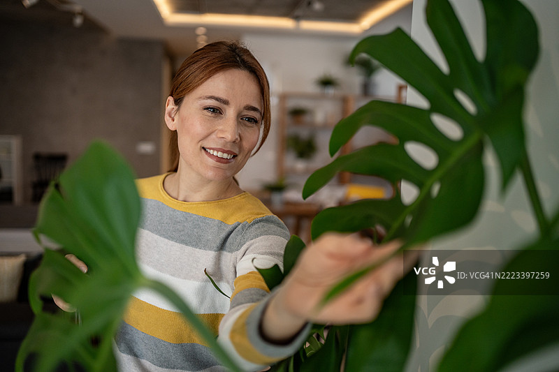 女人在家照顾她的龟背竹植物图片素材