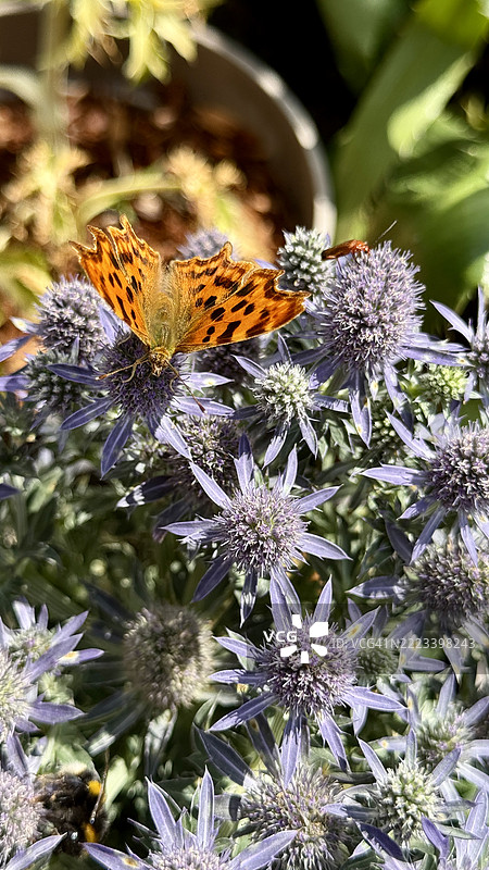 蓝色海蓬子（Eryngium planum）灌木，也称为海冬青，旁边有一只在蓟花上休息的逗号蝴蝶（Polygonia c-album）特写。图片素材