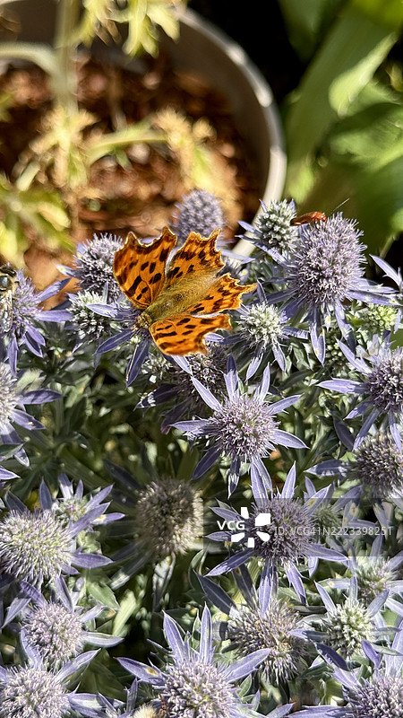 蓝色海蓬子（Eryngium planum）灌木，也称为海冬青，旁边有一只在蓟花上休息的逗号蝴蝶（Polygonia c-album）特写。图片素材