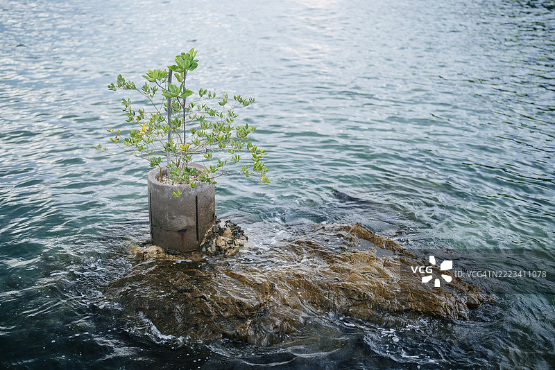 岩石上的小红树林与明亮的海洋图片素材