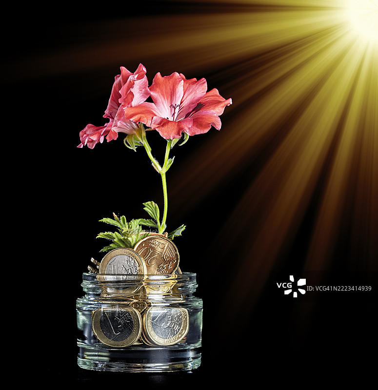 一株植物在装有金钱肥料的花盆中生长开花，欧元区硬币在阳光照耀下闪闪发光。图片素材
