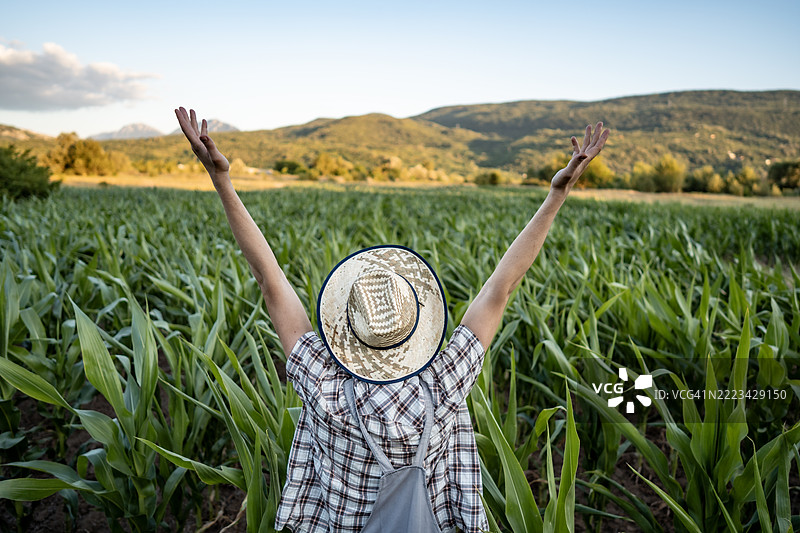 农民在郁郁葱葱的玉米田中庆祝丰收图片素材
