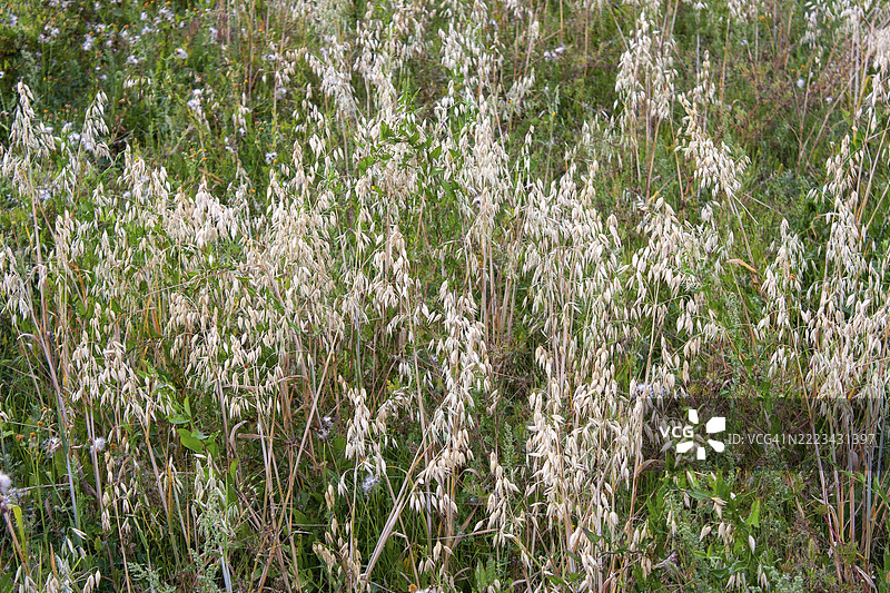 一片播种了燕麦的田野。选择性对焦。图片素材