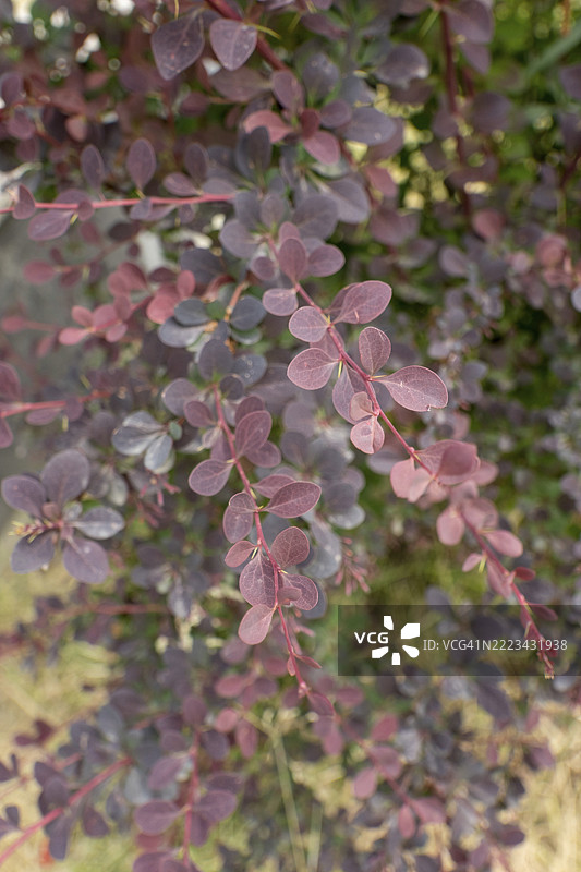 红色小果冬青灌木图片素材