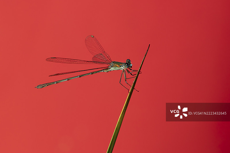 翡翠豆娘（Lestes sponsa）成虫在夏季的英格兰、英国、欧洲的池塘芦苇茎上休息图片素材