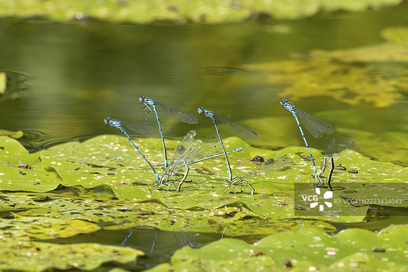常见蓝色豆娘（Enallagma cyathigerum）四对成虫在夏季的英格兰、英国、欧洲的池塘睡莲叶上繁衍图片素材