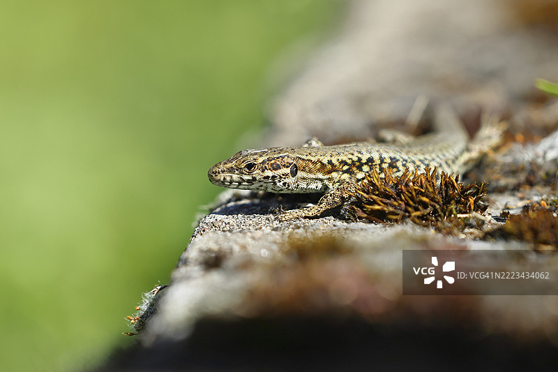 欧洲墙蜥（Podarcis muralis），在葡萄园中的肖像，爬行动物，动物，蜥蜴，科赫姆，摩泽尔，莱茵兰-普法尔茨，德国，欧洲图片素材