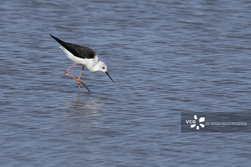 黑翅长脚鹬（Himantopus himantopus）成年鸟在浅滩潟湖中，英格兰，英国，欧洲图片素材