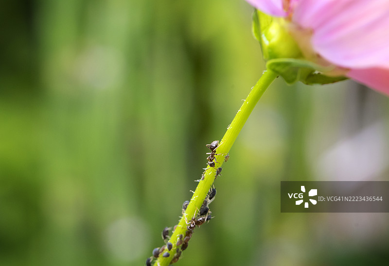 蚂蚁养殖蚜虫图片素材