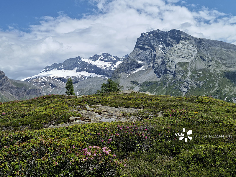 在西蒙山口盛开的阿尔卑斯玫瑰（铁锈杜鹃），背景是布雷特霍恩山、蒙特莱昂山和赫布斯霍恩山。图片素材