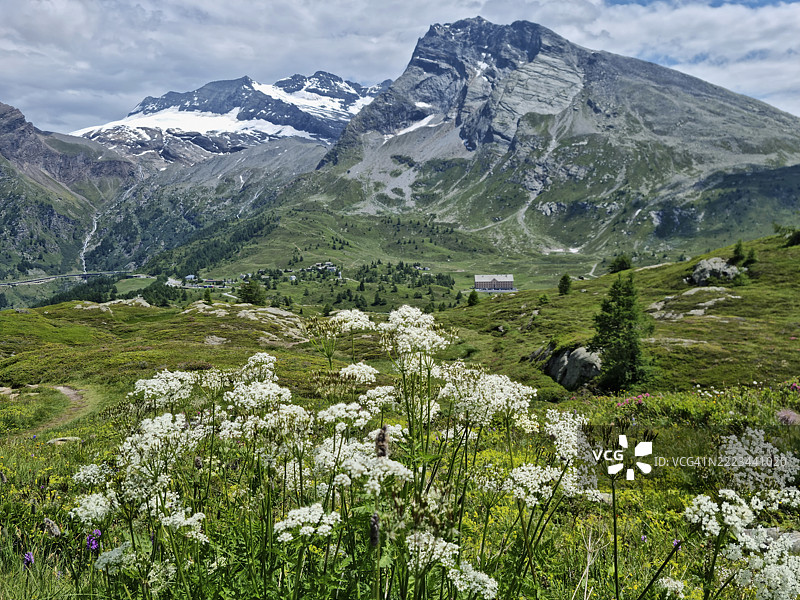 在简普朗山口盛开的安妮女王花，背景是布雷特霍恩山、蒙特莱昂山和赫布施霍恩山。图片素材