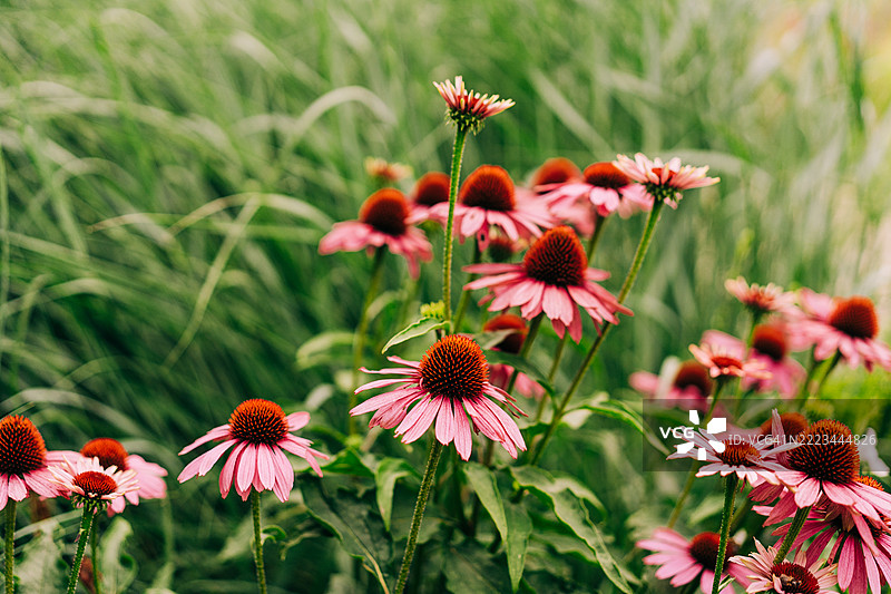 盛开的紫锥花特写，背景是郁郁葱葱的花园环境图片素材